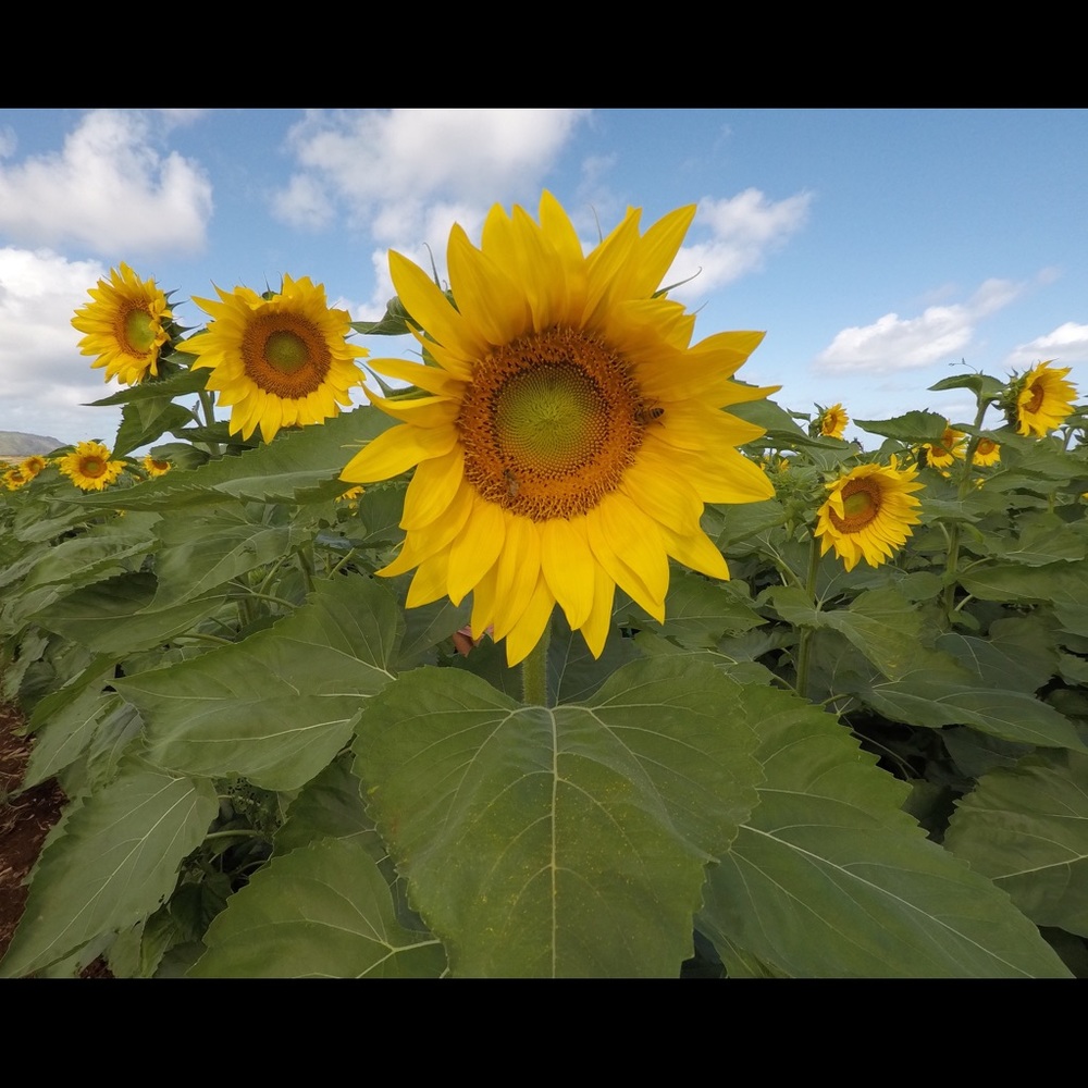 Meet your Posher, Maria rowena